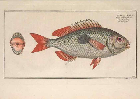 Reproducción/Reproduction 49773757023: Ichtyologie, ou, Histoire naturelle, générale et particulière des poissons :. A Berlin :Chez l'auteur, & chez François de la Garde libraire,1785-1797.. 