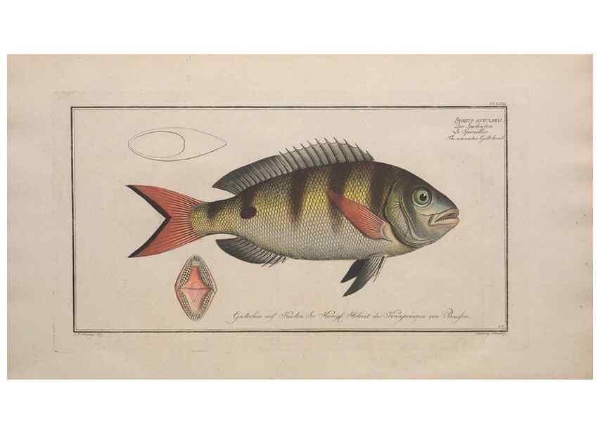 Reproducción/Reproduction 49773757403: Ichtyologie, ou, Histoire naturelle, générale et particulière des poissons :. A Berlin :Chez l'auteur, & chez François de la Garde libraire,1785-1797.. 