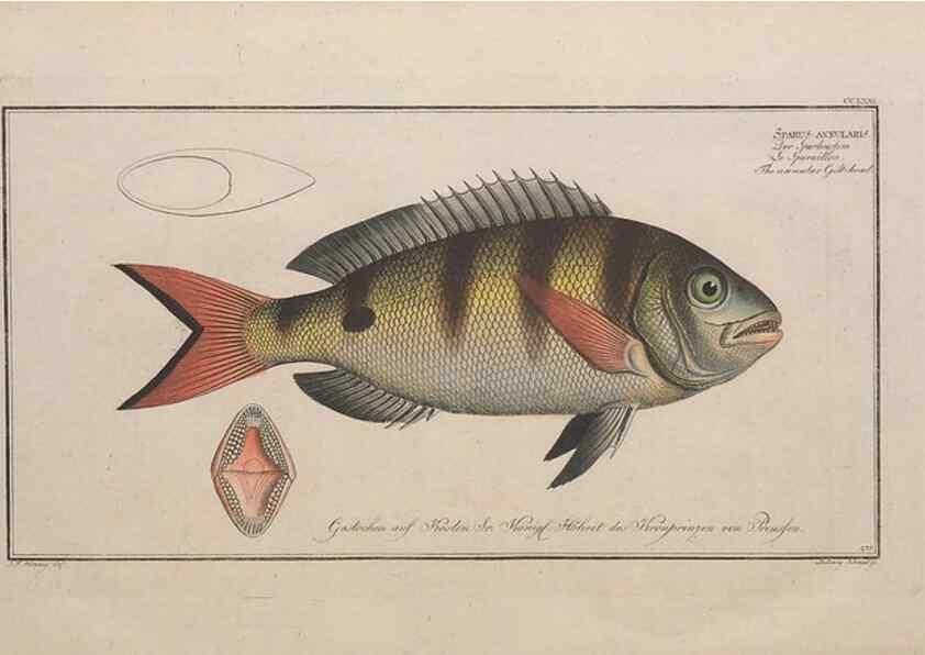Reproducción/Reproduction 49773757403: Ichtyologie, ou, Histoire naturelle, générale et particulière des poissons :. A Berlin :Chez l'auteur, & chez François de la Garde libraire,1785-1797.. 