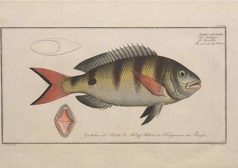 Reproducción/Reproduction 49773757403: Ichtyologie, ou, Histoire naturelle, générale et particulière des poissons :. A Berlin :Chez l'auteur, & chez François de la Garde libraire,1785-1797.. 