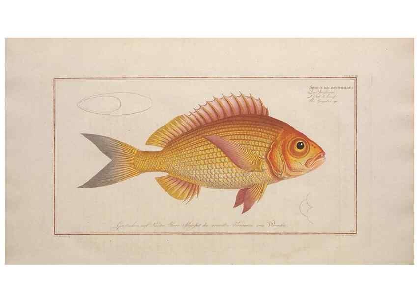 Reproducción/Reproduction 49774287606: Ichtyologie, ou, Histoire naturelle, générale et particulière des poissons :. A Berlin :Chez l'auteur, & chez François de la Garde libraire,1785-1797.. 