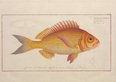 Reproducción/Reproduction 49774287606: Ichtyologie, ou, Histoire naturelle, générale et particulière des poissons :. A Berlin :Chez l'auteur, & chez François de la Garde libraire,1785-1797.. 