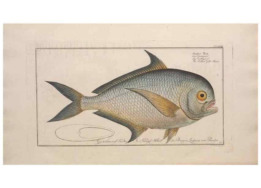Reproducción/Reproduction 49774619557: Ichtyologie, ou, Histoire naturelle, générale et particulière des poissons :. A Berlin :Chez l'auteur, & chez François de la Garde libraire,1785-1797.. 