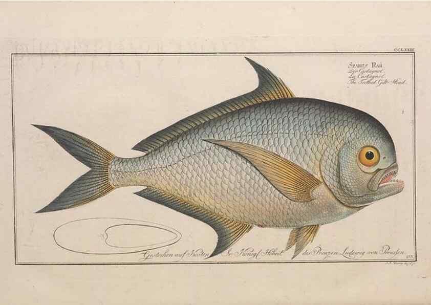 Reproducción/Reproduction 49774619557: Ichtyologie, ou, Histoire naturelle, générale et particulière des poissons :. A Berlin :Chez l'auteur, & chez François de la Garde libraire,1785-1797.. 