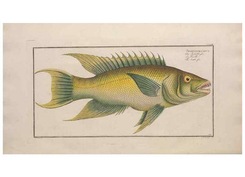 Reproducción/Reproduction 49774613392: Ichtyologie, ou, Histoire naturelle, générale et particulière des poissons :. A Berlin :Chez l'auteur, & chez François de la Garde libraire,1785-1797.. 