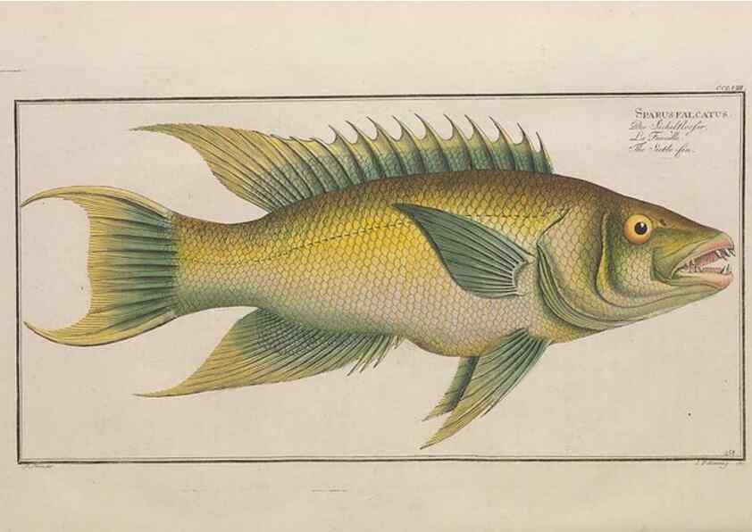 Reproducción/Reproduction 49774613392: Ichtyologie, ou, Histoire naturelle, générale et particulière des poissons :. A Berlin :Chez l'auteur, & chez François de la Garde libraire,1785-1797.. 