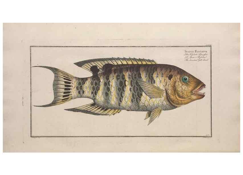 Reproducción/Reproduction 49774281901: Ichtyologie, ou, Histoire naturelle, générale et particulière des poissons :. A Berlin :Chez l'auteur, & chez François de la Garde libraire,1785-1797.. 