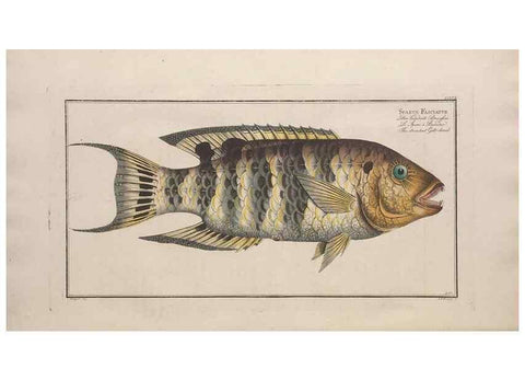 Reproducción/Reproduction 49774281901: Ichtyologie, ou, Histoire naturelle, générale et particulière des poissons :. A Berlin :Chez l'auteur, & chez François de la Garde libraire,1785-1797.. 