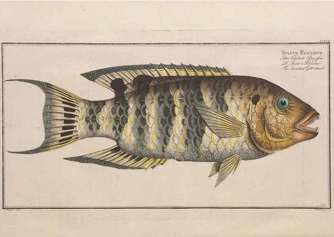 Reproducción/Reproduction 49774281901: Ichtyologie, ou, Histoire naturelle, générale et particulière des poissons :. A Berlin :Chez l'auteur, & chez François de la Garde libraire,1785-1797.. 