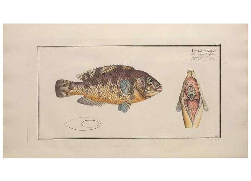 Reproducción/Reproduction 49774612712: Ichtyologie, ou, Histoire naturelle, générale et particulière des poissons :. A Berlin :Chez l'auteur, & chez François de la Garde libraire,1785-1797.. 