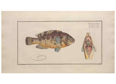 Reproducción/Reproduction 49774612712: Ichtyologie, ou, Histoire naturelle, générale et particulière des poissons :. A Berlin :Chez l'auteur, & chez François de la Garde libraire,1785-1797.. 