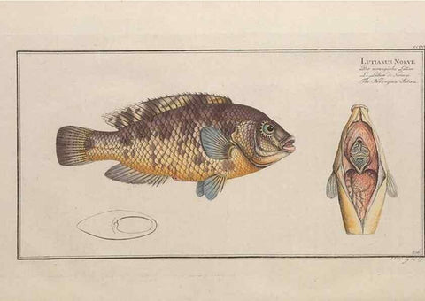 Reproducción/Reproduction 49774612712: Ichtyologie, ou, Histoire naturelle, générale et particulière des poissons :. A Berlin :Chez l'auteur, & chez François de la Garde libraire,1785-1797.. 