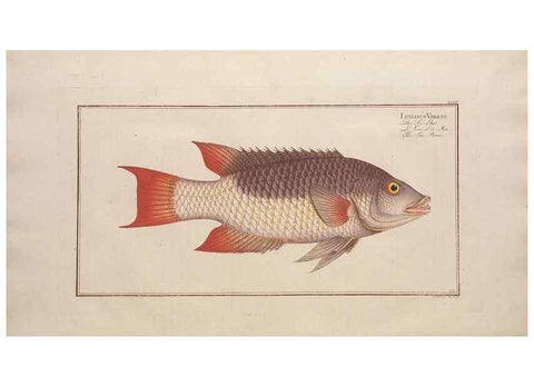 Reproducción/Reproduction 49774612387: Ichtyologie, ou, Histoire naturelle, générale et particulière des poissons :. A Berlin :Chez l'auteur, & chez François de la Garde libraire,1785-1797.. 