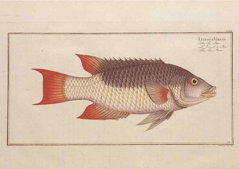 Reproducción/Reproduction 49774612387: Ichtyologie, ou, Histoire naturelle, générale et particulière des poissons :. A Berlin :Chez l'auteur, & chez François de la Garde libraire,1785-1797.. 