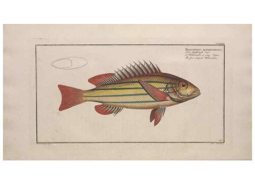 Reproducción/Reproduction 49773746408: Ichtyologie, ou, Histoire naturelle, générale et particulière des poissons :. A Berlin :Chez l'auteur, & chez François de la Garde libraire,1785-1797.. 
