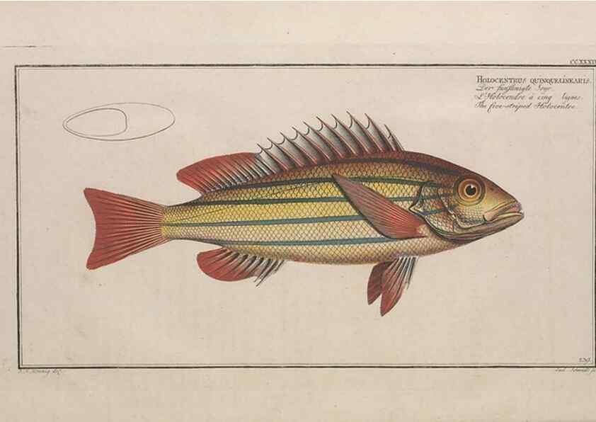 Reproducción/Reproduction 49773746408: Ichtyologie, ou, Histoire naturelle, générale et particulière des poissons :. A Berlin :Chez l'auteur, & chez François de la Garde libraire,1785-1797.. 