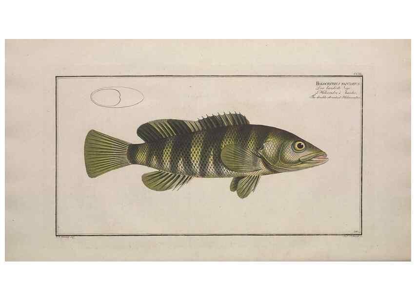 Reproducción/Reproduction 49773746723: Ichtyologie, ou, Histoire naturelle, générale et particulière des poissons :. A Berlin :Chez l'auteur, & chez François de la Garde libraire,1785-1797.. 