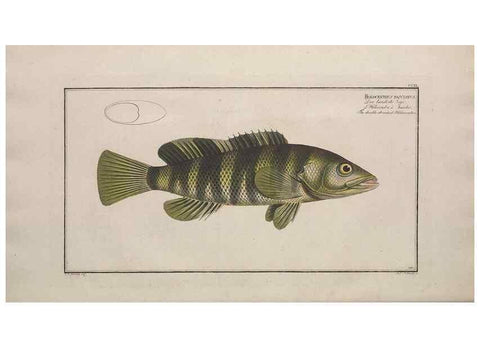 Reproducción/Reproduction 49773746723: Ichtyologie, ou, Histoire naturelle, générale et particulière des poissons :. A Berlin :Chez l'auteur, & chez François de la Garde libraire,1785-1797.. 