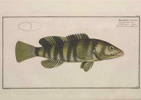 Reproducción/Reproduction 49773746723: Ichtyologie, ou, Histoire naturelle, générale et particulière des poissons :. A Berlin :Chez l'auteur, & chez François de la Garde libraire,1785-1797.. 