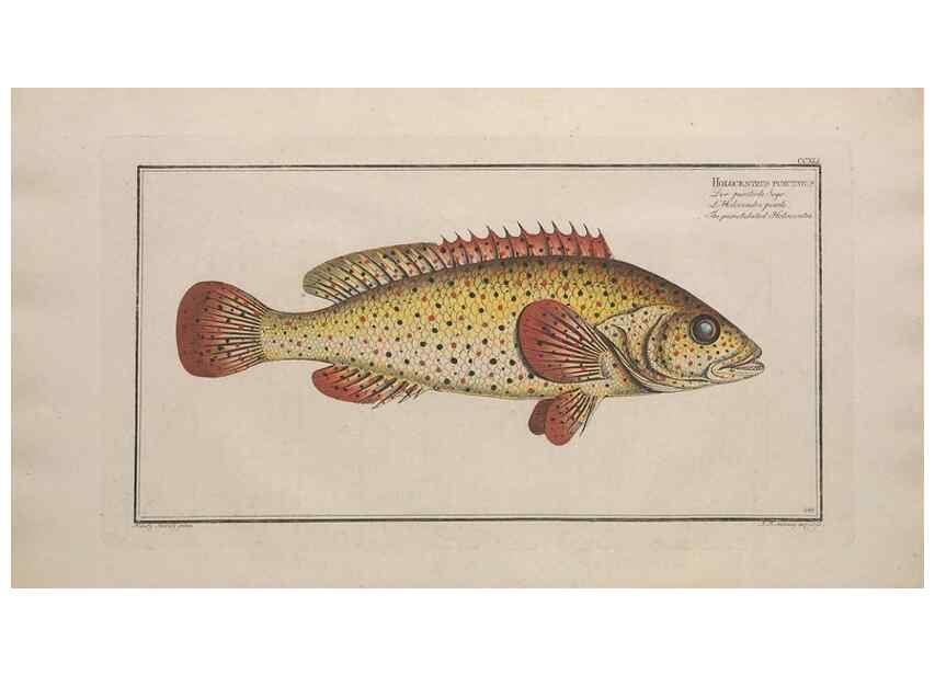 Reproducción/Reproduction 49773747033: Ichtyologie, ou, Histoire naturelle, générale et particulière des poissons :. A Berlin :Chez l'auteur, & chez François de la Garde libraire,1785-1797.. 