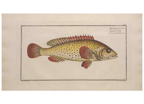 Reproducción/Reproduction 49773747033: Ichtyologie, ou, Histoire naturelle, générale et particulière des poissons :. A Berlin :Chez l'auteur, & chez François de la Garde libraire,1785-1797.. 