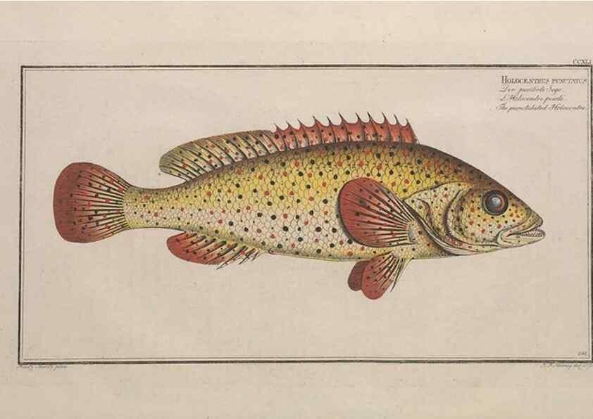 Reproducción/Reproduction 49773747033: Ichtyologie, ou, Histoire naturelle, générale et particulière des poissons :. A Berlin :Chez l'auteur, & chez François de la Garde libraire,1785-1797.. 