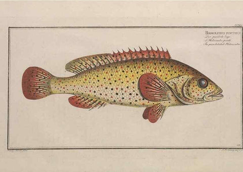 Reproducción/Reproduction 49773747033: Ichtyologie, ou, Histoire naturelle, générale et particulière des poissons :. A Berlin :Chez l'auteur, & chez François de la Garde libraire,1785-1797.. 