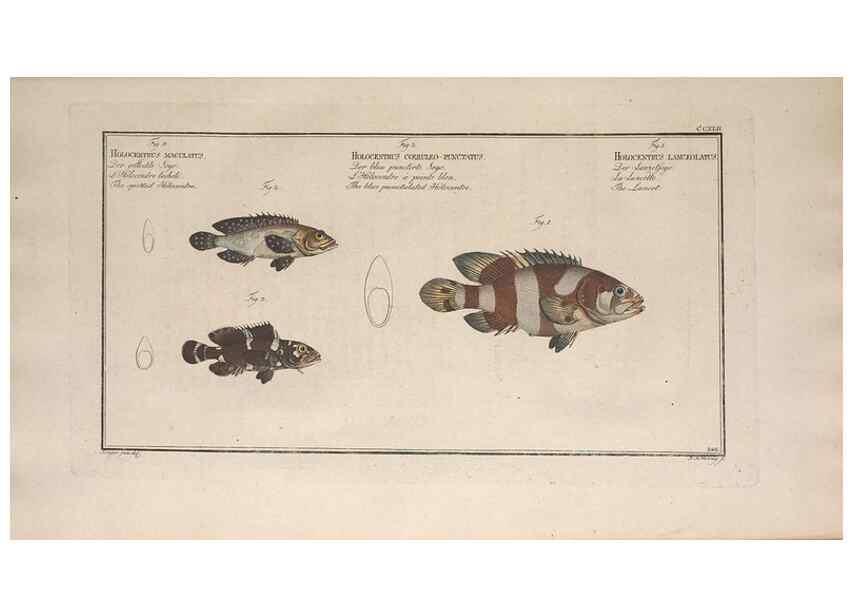 Reproducción/Reproduction 49774607967: Ichtyologie, ou, Histoire naturelle, générale et particulière des poissons :. A Berlin :Chez l'auteur, & chez François de la Garde libraire,1785-1797.. 