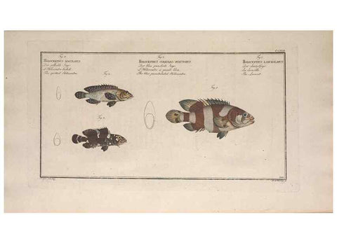 Reproducción/Reproduction 49774607967: Ichtyologie, ou, Histoire naturelle, générale et particulière des poissons :. A Berlin :Chez l'auteur, & chez François de la Garde libraire,1785-1797.. 