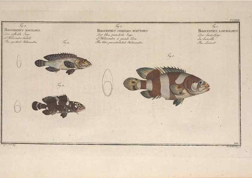 Reproducción/Reproduction 49774607967: Ichtyologie, ou, Histoire naturelle, générale et particulière des poissons :. A Berlin :Chez l'auteur, & chez François de la Garde libraire,1785-1797.. 