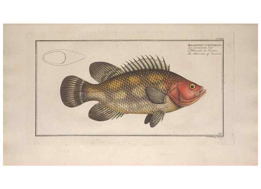 Reproducción/Reproduction 49774276706: Ichtyologie, ou, Histoire naturelle, générale et particulière des poissons :. A Berlin :Chez l'auteur, & chez François de la Garde libraire,1785-1797.. 