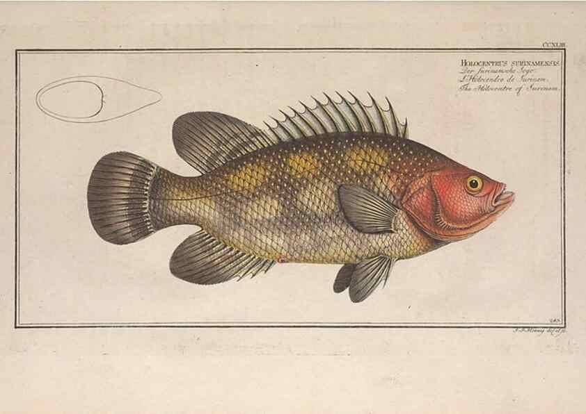 Reproducción/Reproduction 49774276706: Ichtyologie, ou, Histoire naturelle, générale et particulière des poissons :. A Berlin :Chez l'auteur, & chez François de la Garde libraire,1785-1797.. 