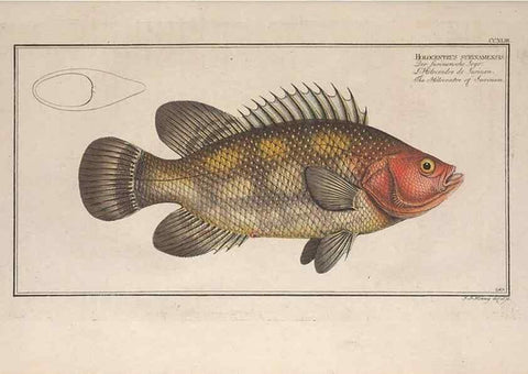 Reproducción/Reproduction 49774276706: Ichtyologie, ou, Histoire naturelle, générale et particulière des poissons :. A Berlin :Chez l'auteur, & chez François de la Garde libraire,1785-1797.. 
