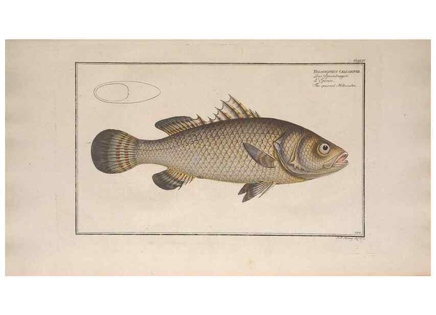 Reproducción/Reproduction 49774608587: Ichtyologie, ou, Histoire naturelle, générale et particulière des poissons :. A Berlin :Chez l'auteur, & chez François de la Garde libraire,1785-1797.. 