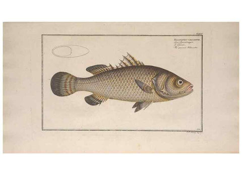 Reproducción/Reproduction 49774608587: Ichtyologie, ou, Histoire naturelle, générale et particulière des poissons :. A Berlin :Chez l'auteur, & chez François de la Garde libraire,1785-1797.. 