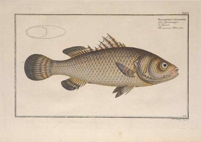Reproducción/Reproduction 49774608587: Ichtyologie, ou, Histoire naturelle, générale et particulière des poissons :. A Berlin :Chez l'auteur, & chez François de la Garde libraire,1785-1797.. 