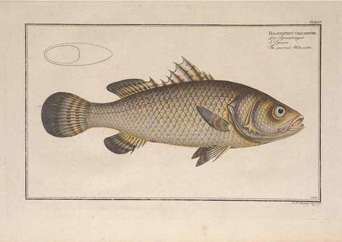 Reproducción/Reproduction 49774608587: Ichtyologie, ou, Histoire naturelle, générale et particulière des poissons :. A Berlin :Chez l'auteur, & chez François de la Garde libraire,1785-1797.. 