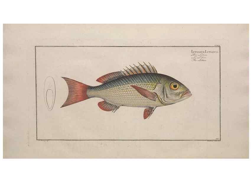 Reproducción/Reproduction 49774608942: Ichtyologie, ou, Histoire naturelle, générale et particulière des poissons :. A Berlin :Chez l'auteur, & chez François de la Garde libraire,1785-1797.. 