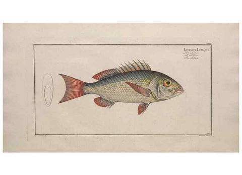 Reproducción/Reproduction 49774608942: Ichtyologie, ou, Histoire naturelle, générale et particulière des poissons :. A Berlin :Chez l'auteur, & chez François de la Garde libraire,1785-1797.. 