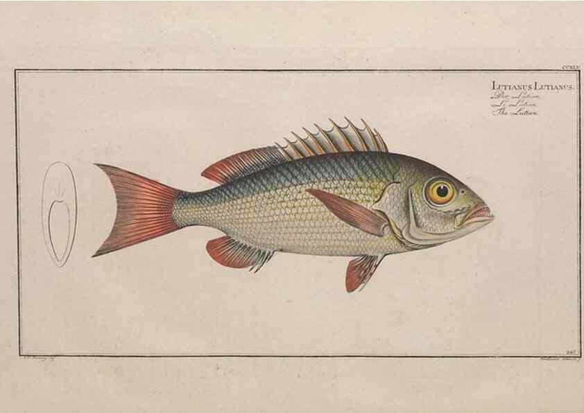 Reproducción/Reproduction 49774608942: Ichtyologie, ou, Histoire naturelle, générale et particulière des poissons :. A Berlin :Chez l'auteur, & chez François de la Garde libraire,1785-1797.. 