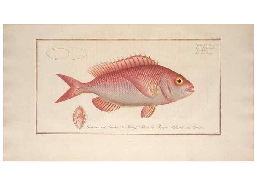 Reproducción/Reproduction 49774620037: Ichtyologie, ou, Histoire naturelle, générale et particulière des poissons :. A Berlin :Chez l'auteur, & chez François de la Garde libraire,1785-1797.. 