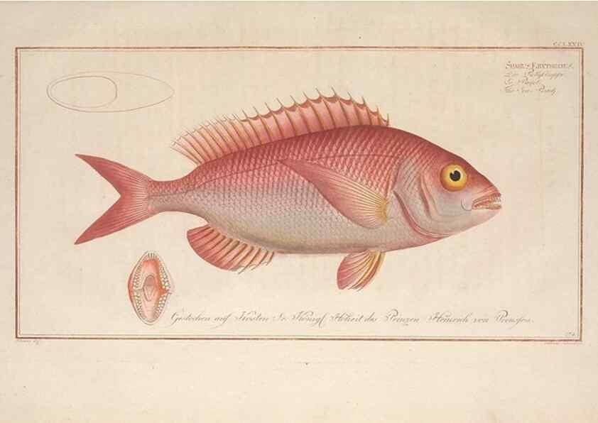 Reproducción/Reproduction 49774620037: Ichtyologie, ou, Histoire naturelle, générale et particulière des poissons :. A Berlin :Chez l'auteur, & chez François de la Garde libraire,1785-1797.. 