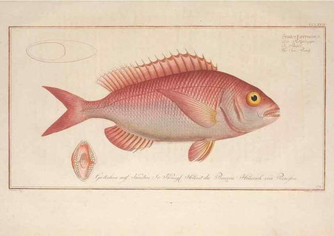 Reproducción/Reproduction 49774620037: Ichtyologie, ou, Histoire naturelle, générale et particulière des poissons :. A Berlin :Chez l'auteur, & chez François de la Garde libraire,1785-1797.. 