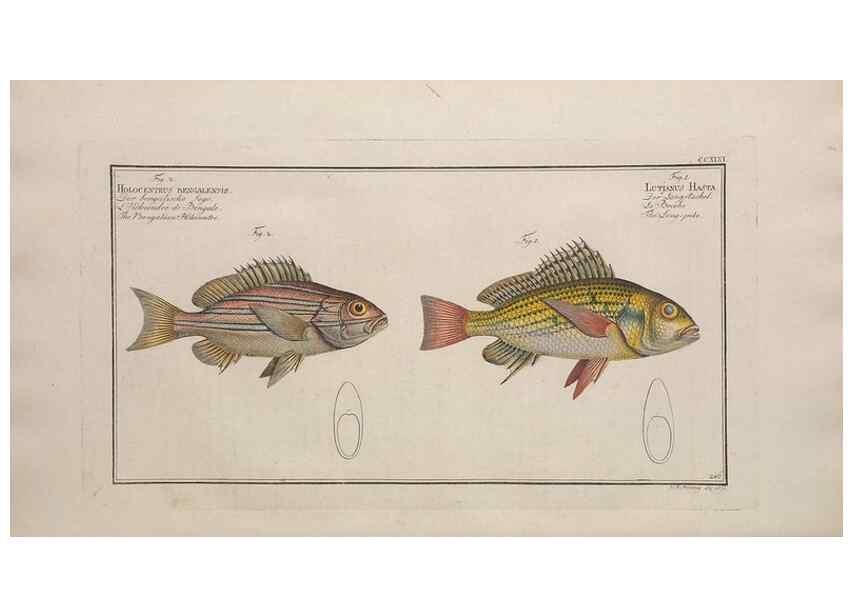 Reproducción/Reproduction 49774277861: Ichtyologie, ou, Histoire naturelle, générale et particulière des poissons :. A Berlin :Chez l'auteur, & chez François de la Garde libraire,1785-1797.. 