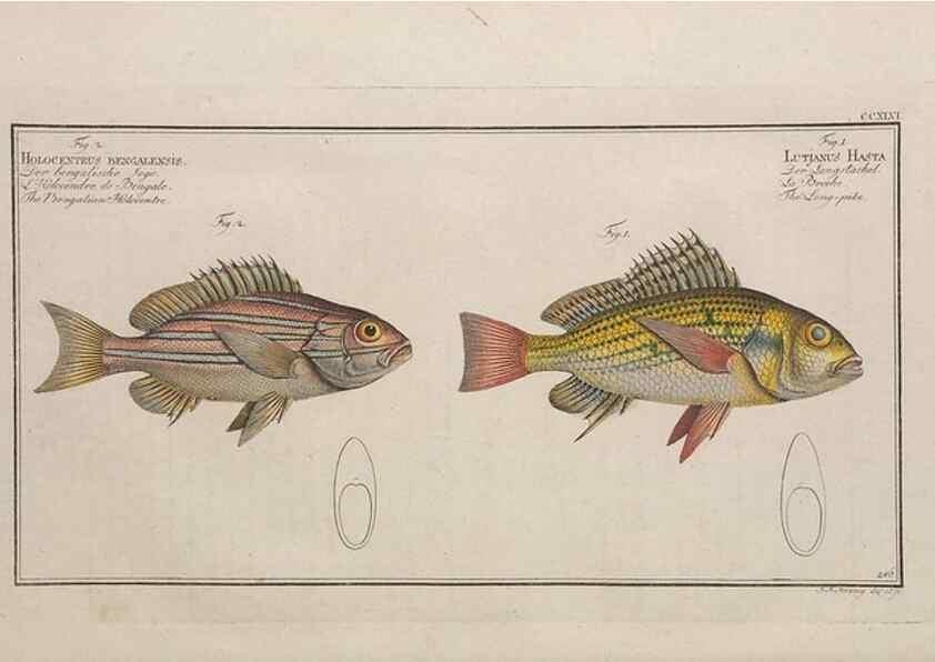 Reproducción/Reproduction 49774277861: Ichtyologie, ou, Histoire naturelle, générale et particulière des poissons :. A Berlin :Chez l'auteur, & chez François de la Garde libraire,1785-1797.. 