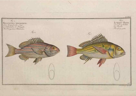 Reproducción/Reproduction 49774277861: Ichtyologie, ou, Histoire naturelle, générale et particulière des poissons :. A Berlin :Chez l'auteur, & chez François de la Garde libraire,1785-1797.. 