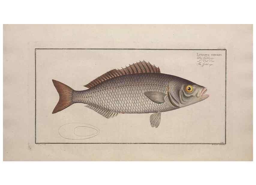 Reproducción/Reproduction 49774278626: Ichtyologie, ou, Histoire naturelle, générale et particulière des poissons :. A Berlin :Chez l'auteur, & chez François de la Garde libraire,1785-1797.. 