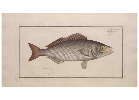 Reproducción/Reproduction 49774278626: Ichtyologie, ou, Histoire naturelle, générale et particulière des poissons :. A Berlin :Chez l'auteur, & chez François de la Garde libraire,1785-1797.. 