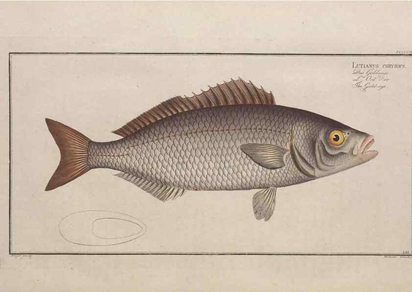 Reproducción/Reproduction 49774278626: Ichtyologie, ou, Histoire naturelle, générale et particulière des poissons :. A Berlin :Chez l'auteur, & chez François de la Garde libraire,1785-1797.. 