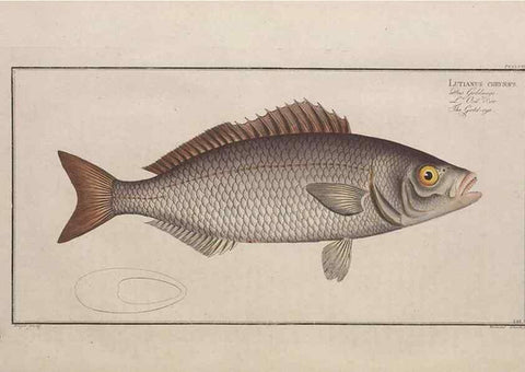 Reproducción/Reproduction 49774278626: Ichtyologie, ou, Histoire naturelle, générale et particulière des poissons :. A Berlin :Chez l'auteur, & chez François de la Garde libraire,1785-1797.. 